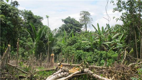 Der Zyklon „Maila“ hat Teile von Papua-Neuguinea mit voller Wucht getroffen. (Symbolbild)