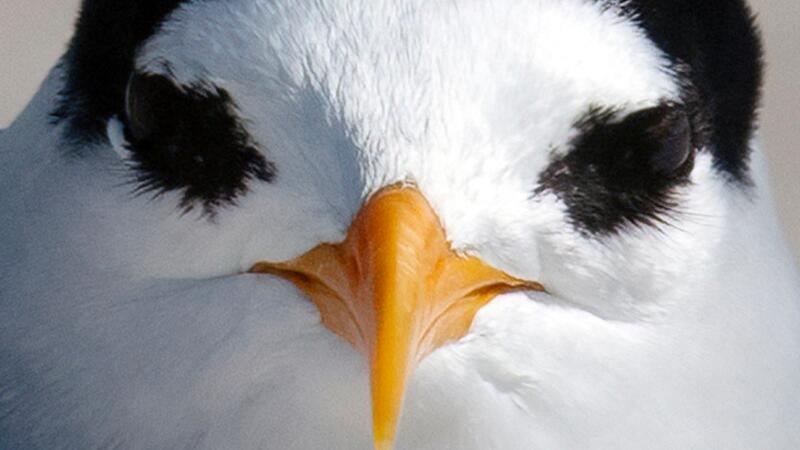 18 Küken: Rekord-Brutsaison für seltensten Vogel Neuseelands Der am meisten bedrohte Vogel Neuseelands: die Australseeschwalbe.