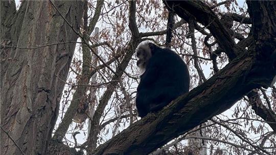 Der aus dem Zoo Leipzig gestohlene Bartaffe Ruma wurde wiedergefunden.
