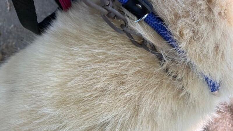 Misshandelt, entführt, ausgesetzt: Dubiose Geschichte um Herdenschutzhund „Zeus“ Der ausgesetzte Herdenschutzhund trägt eine Eisen-Kette.