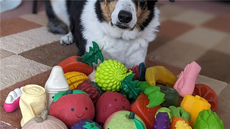 Der elf Jahre alte Border Collie-Rüde Bryn aus Großbritannien kennt die Namen von etwa 100 Spielzeugen.