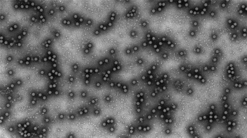 Der erstmalige Ausbruch des Virus in Deutschland seit rund 35 Jahren hat viele überrascht. (Archvibild)