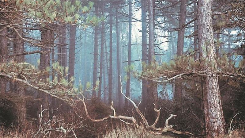 Der fast mystisch wirkende Wernerwald in Sahlenburg ist eines der Lieblingsmotive von Tom Oehne.