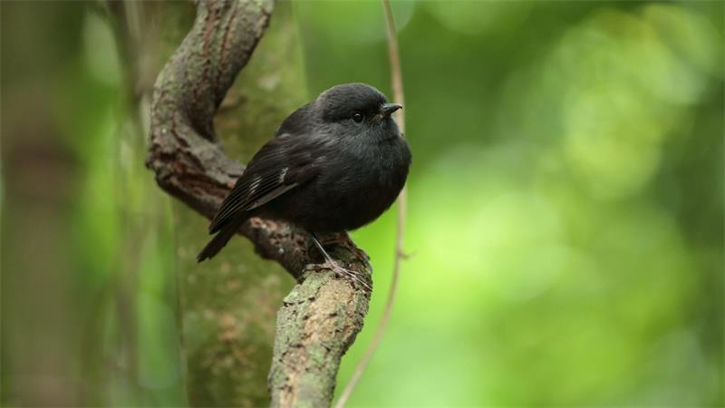 Der federleichte, kugelrunde Vogel setzte sich gegen rund 70 Konkurrenten durch.