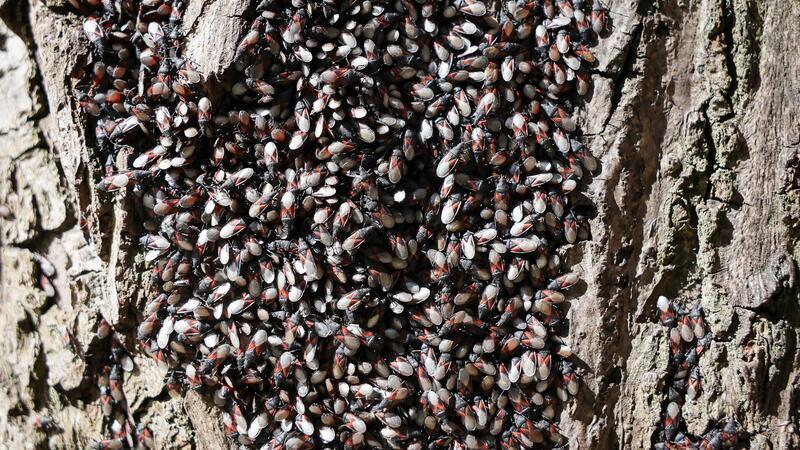 Der ganze Baum in Hamburg-Eimsbüttel ist mit den Tieren überzogen.
