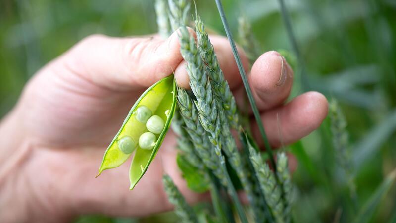Der gemeinsame Anbau von Getreide und Hülsenfrüchte hat viele ökologische Vorteile - ist aber bislang nur für Ökolandwirte interessant.