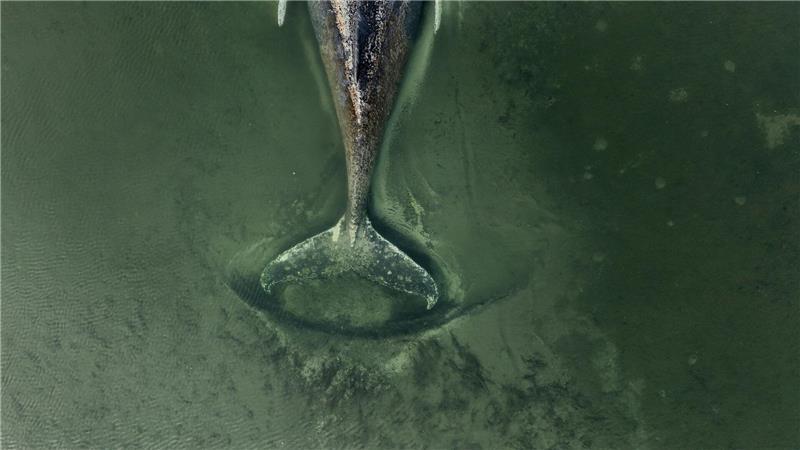 Der genaue Zustand des Buckelwals ist unklar.