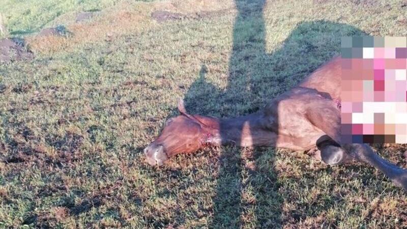 Stefan Aust nach Wolfsattacke: „Nur Frage der Zeit bis zum ersten Menschenangriff“ Der gerissene Hengst liegt am Donnerstagmorgen tot auf der Weide. Einen Namen trug er noch nicht.