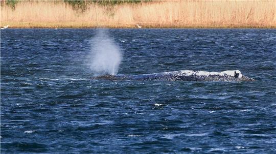 Der gestrandete Buckelwal liegt vor der Insel Poel und bläst Atemluft aus. 