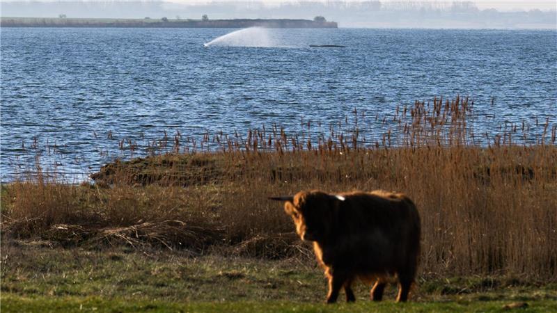 Der gestrandete Wal gibt weiter Lebenszeichen von sich. 