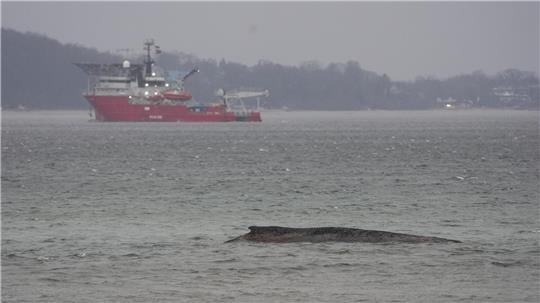 Der gestrandete Wal liegt im Wasser der Ostsee vor der Seebrücke am Hafen Niendorf. Die Polizei hat das Gelände abgesperrt, um das Tier nicht zu beunruhigen. Die Rettungsversuche dauern an.