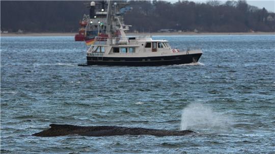 Der gestrandete Wal liegt immer noch vor der Seebrücke am Hafen Niendorf.