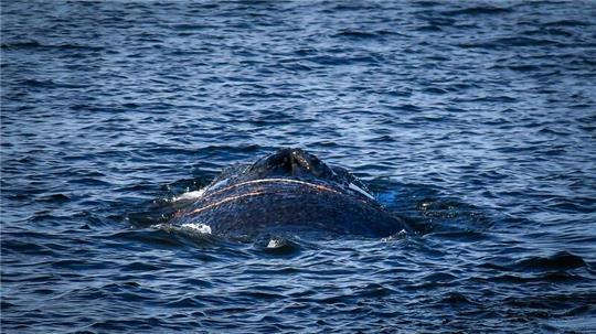 Der gestrandete Wal wurde das erste Mal Anfang des Monats im Wismarer Hafen gesichtet. (Archivbild)