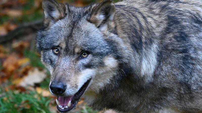 Reiter trifft auf zwei Wölfe – Seine Reaktion bringt ihm Kritik ein Ein Wolf läuft durch einen Wald.