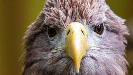 Der größte europäische Greifvogel, der Seeadler, war einst in vielen Ländern Europas ausgerottet. Nun leben in Deutschland wieder mehr als 1.000 Brutpaare. (Archivbild)