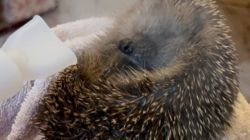 Der hustende Igel bekommt nicht nur Medikamente gegen Lungenwürmer, sondern auch mehrmals am Tag das Inhalationsgerät vor die Nase.