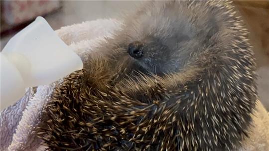 Der hustende Igel bekommt nicht nur Medikamente gegen Lungenwürmer, sondern auch mehrmals am Tag das Inhalationsgerät vor die Nase.
