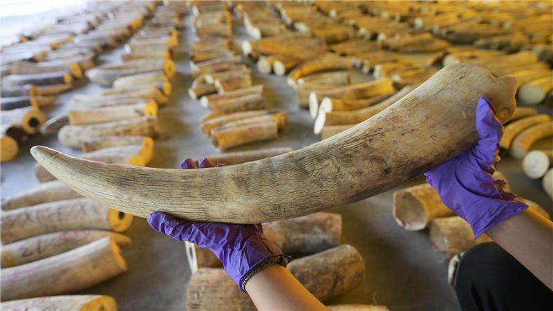 Der illegale Handel mit Elfenbein ist ein Riesengeschäft. (Archivbild)