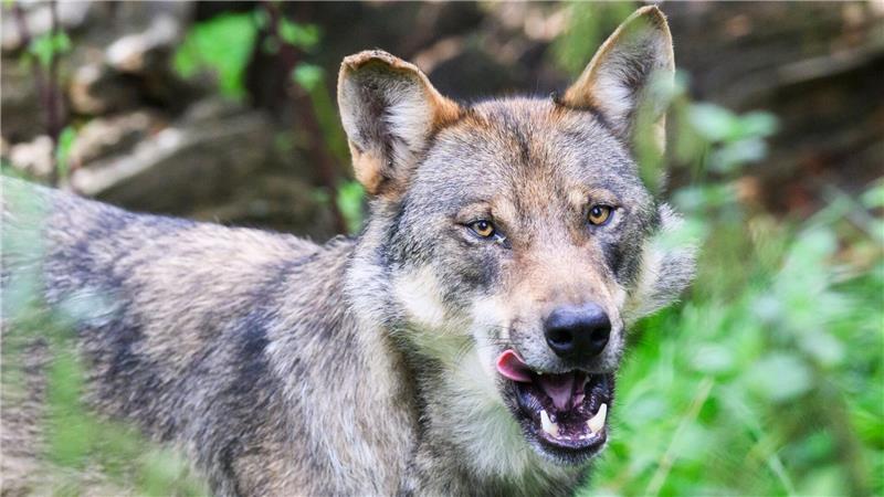 Der in Hamburg eingefangene Wolf verhält sich unauffällig und arttypisch (Symbolbild).
