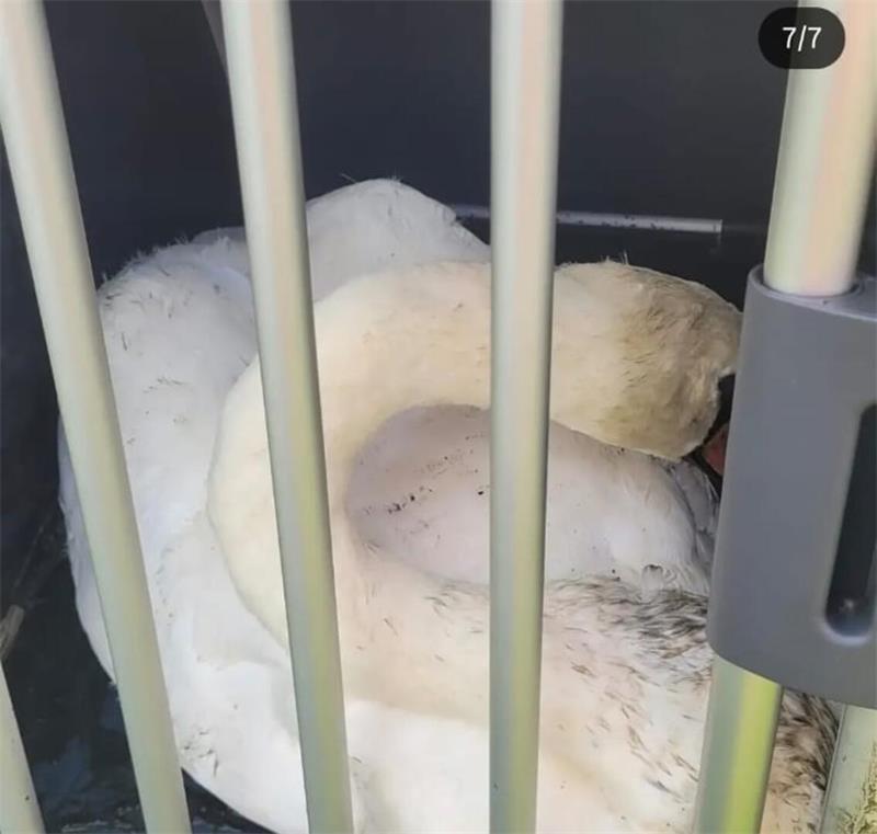 Schwan in Not – Drochterser Feuerwehr eilt zur Hilfe Der in Holland geborene Schwan wurde zum Tierschutzhof gebracht.