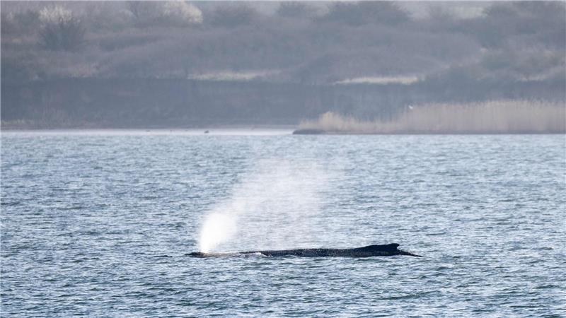 Der in der Ostsee liegende Wal beschäftigt seit Tagen Menschen in zahlreichen Ländern. (Archivbild)