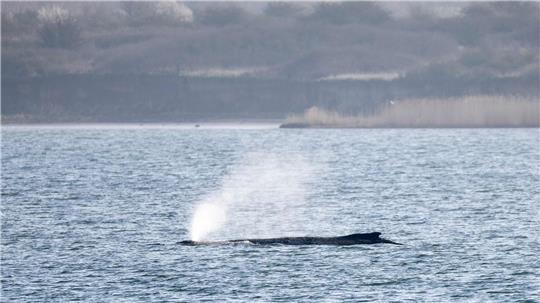 Der in der Ostsee liegende Wal beschäftigt seit Tagen Menschen in zahlreichen Ländern. (Archivbild)