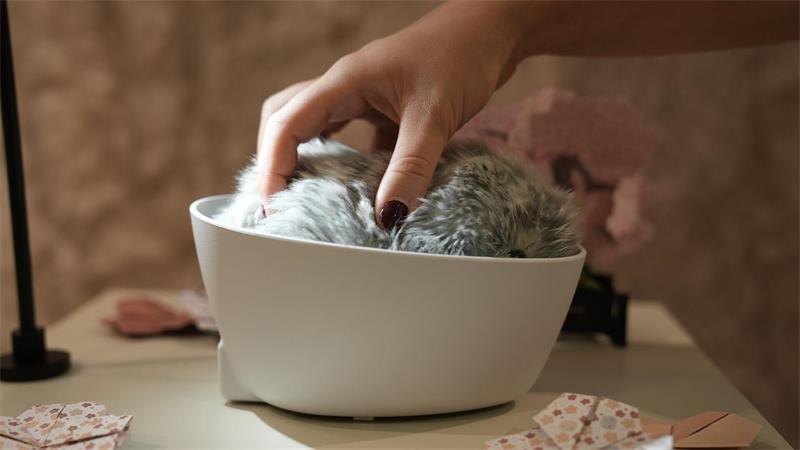 KI zum Kuscheln: Wozu sind „Moflins“ gut? Der japanische Elektronikkonzern Casio bringt jetzt mit dem „Moflin“ einen KI-gestützten Plüschgefährten auf den deutschen Markt, der emotionale Bindungen aufbauen soll.