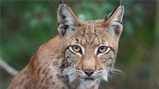 Der junge Luchs Ludwig sitzt im Wildpark Schorfheide im Wald.