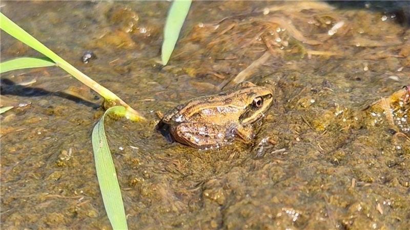 Naturschutz: Spezialmäher hackt Insekten nicht mehr den Kopf ab Der junge Moorfrosch steht auf der Roten Liste.