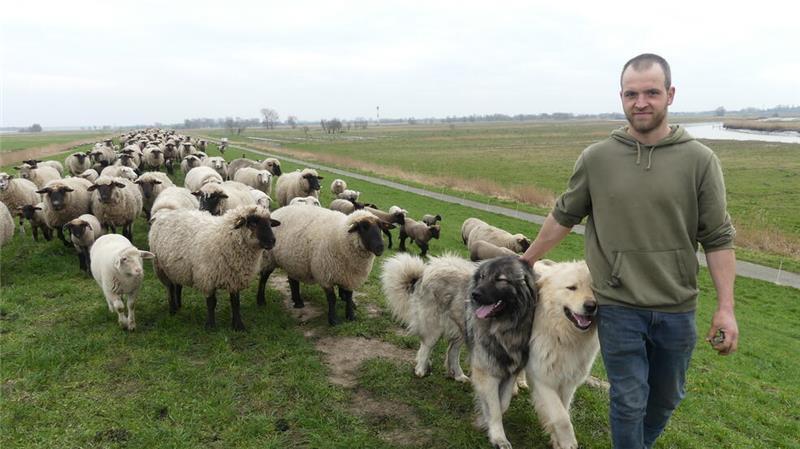 Der junge Schäfer Daniel Reuscher aus Winsen/Luhe kam dieses Jahr erstmals als Deichschäfer nach Krautsand. Er verlor 50 Schafe durch die Blauzungenkrankheit.