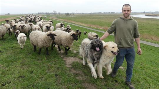 Der junge Schäfer Daniel Reuscher mit seiner Hauptherde und zwei seiner vier Herdenschutzhunde auf dem Elbdeich auf Krautsand.