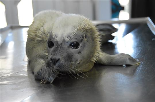 Der kleine Heuler Moni ist einer der zwei ersten Seehunde, die in der diesjährigen Geburtensaison in der Seehundstation Friedrichskoog aufgenommen wurden. Foto: -/Seehundstation Friedrichskoog/dpa