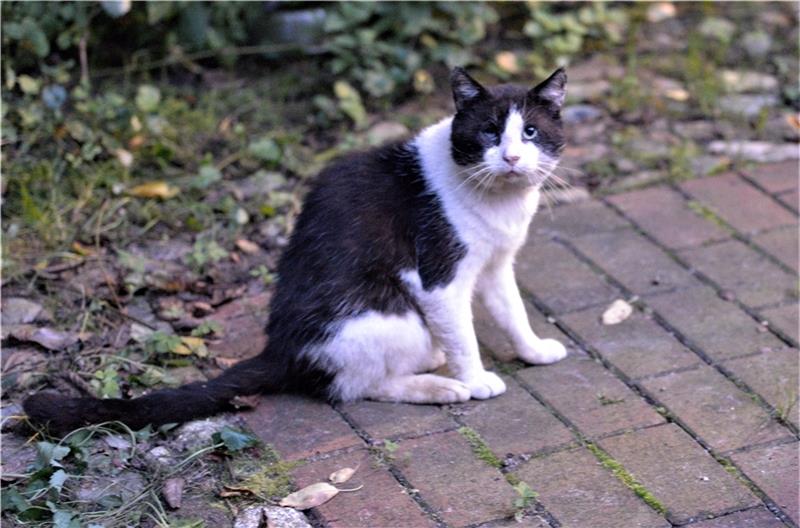 Der kleine Kater lässt sich an diesem Abend nicht einfangen. Aber er muss dringend zum Tierarzt.