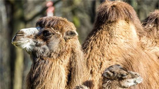 Der kleine Ringo genießt mit seiner Mutter Kashuri einen entspannten Tag steht im Cottbuser Tierpark.