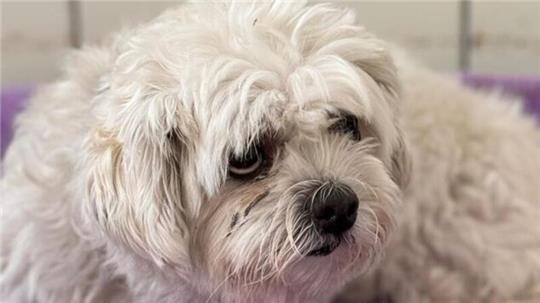 Der kleine Senior wird im Tierheim medizinisch untersucht und betreut.