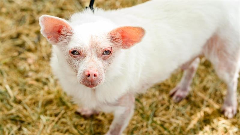 Mops-Hündin Jinny Lu ist „hässlichster Hund der Welt“ Der kuriose Wettbewerb wird seit 50 Jahren in Kalifornien ausgetragen.