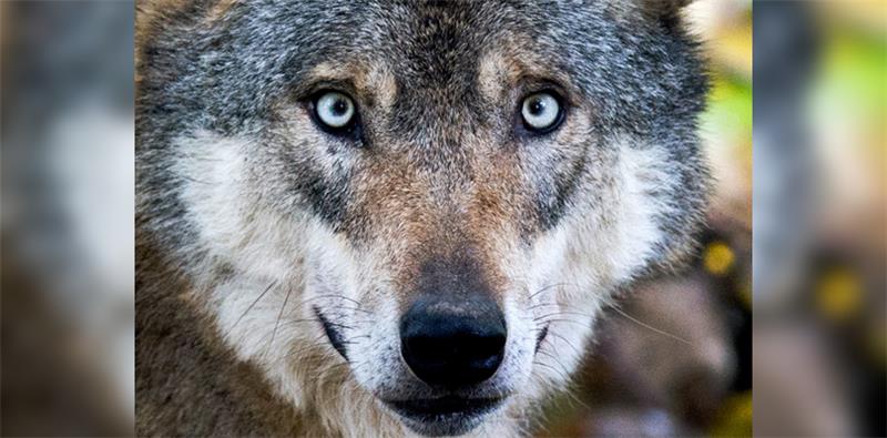 Der letzte Wolf in Niedersachsen wurde 1872 unweit der Ortschaft Becklingen bei Soltau erlegt.