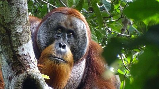 Der männliche Sumatra-Orang-Utan namens Rakus im Urwald von Suaq Balimbing hat sich selbst geheilt. Zwei Monate nach der Selbstbehandlung war die Wunde kaum noch sichtbar.