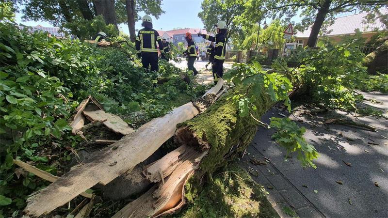Der massive Baumstamm musste von der Feuerwehrkräften zersägt werden.
