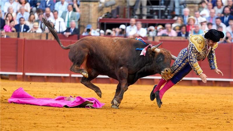 Der mehr als 500 Kilogramm schwere Bulle Clandestino spießte den Star-Torero von hinten auf.