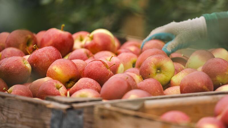 Discounter-Apfel aus dem Landkreis Stade jetzt auch bei Aldi Nord Der neue Apfel der Züchtungsinitiative Niederelbe ist jetzt auch bei Aldi Nord erhältlich.
