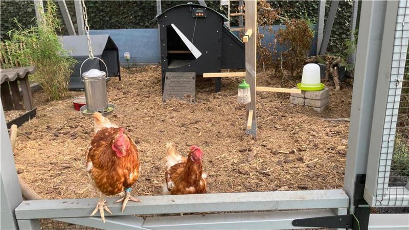 Diese Hühner erleben nach Legebatterie erstmals Freiheit im Garten Blick in den Hühnerstall von Kristina Harder.