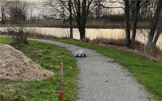 Der offensichtlich verletzte Schwan greift Passanten an, die sich ihm nähern.