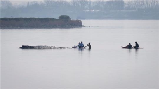 Der private Rettungsversuch für den gestrandeten Wal vor Poel beginnt mit einer Annäherung von Helfern.