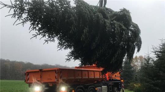 Der sechs Meter hohe Weihnachtsbaum für den Landkreis wird abtransportiert.