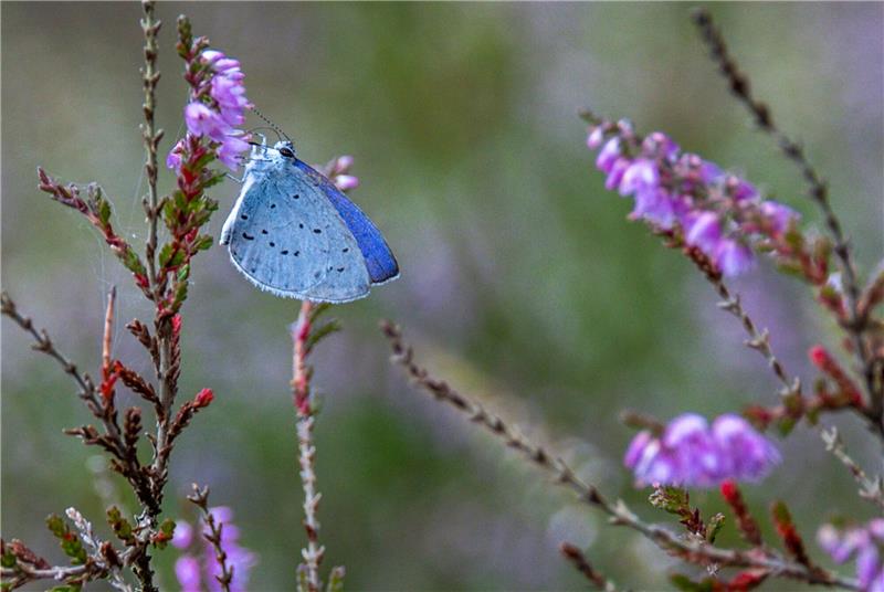 Noch unverzichtbar: Garten- und Gemüsebau brauchen Torf Der sehr seltene Hochmoorbläuling (Plebejus optilete) im Teufelsmoor.
