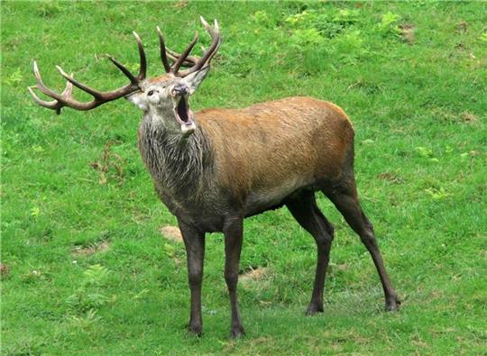 Der sonst so scheue „König der Wälder“ tritt während der Brunftzeit stimmgewaltig ins Rampenlicht. Foto: Werner Struss