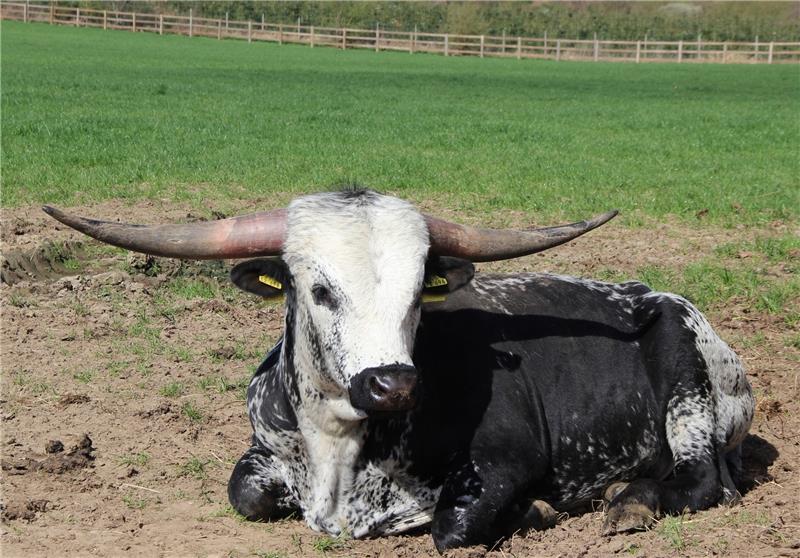 Der stattliche Longhorn-Bulle „Boomer Max“ hat eine wichtige Aufgabe: Er soll eine Herde aufbauen .