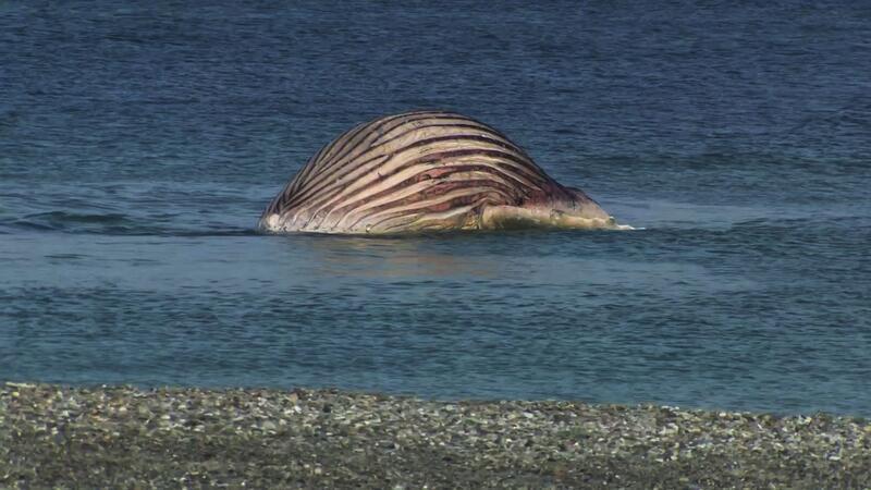 Der tote Buckelwal liegt aufgebläht vor der dänischen Insel Anholt