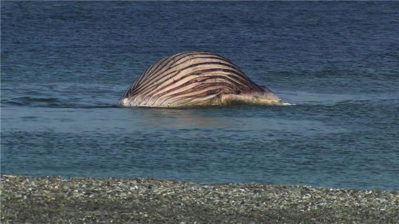 Der tote Buckelwal liegt aufgebläht vor der dänischen Insel Anholt.